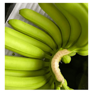 Tropical <b>Banana</b> <b>Fresh</b> Cavendish - <b>Banana</b> Type <b>Fresh</b> Fruit Cavendish <b>Banana</b> with High Quality and Good Price - Product Image 1
