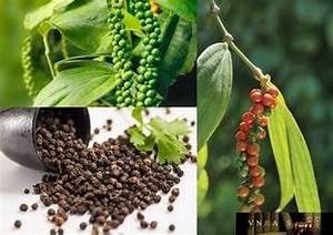 PIMIENTA NEGRA PURA SECADA AL SOL PARA condimentos A BASE DE PLANTAS Y COCINA LIMPIA - Product Image 2