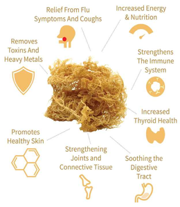 มอสทะเลที่ปลูกในป่าเพื่อความต้องการด้านสุขภาพของคุณ/วิธีการดั้งเดิม/ราคาไม่แพง - Product Image 6