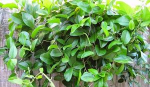 NOUVEAU Poudre de gelée verte pour la restauration, ingrédient facile à préparer pour les boissons et les desserts - Product Image 2