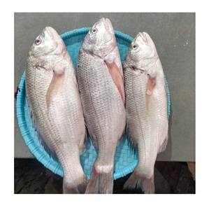 Poisson snapper blanc entier, surgelé, de qualité supérieure, en vente au prix de gros le plus bas - Product Image 6