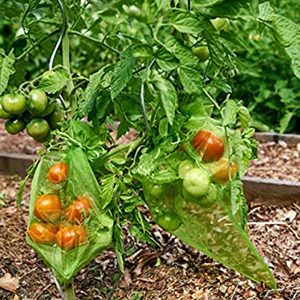 Túi Lưới Nhựa Đựng Nho Túi Nylon Bảo Vệ Trái Cây Chống Côn Trùng Hdpe - Product Image 6