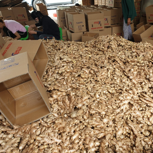 Jengibre fresco con distribuidor completo, especias vietnamita de jengibre fresco, gran cantidad, vacaciones - Product Image 3