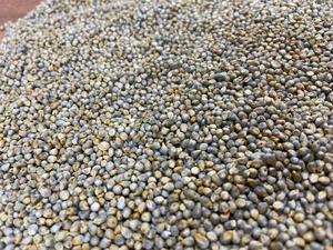 Millet vert naturel de haute qualité Bajra grain sain sans OGM au prix de gros prêt à l'exportation - Product Image 6