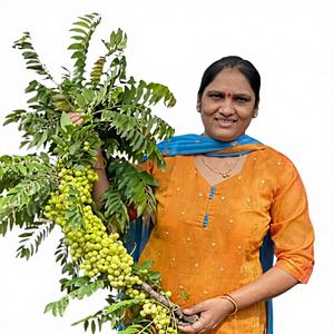Matière première laxative naturelle : Amla (gooseberry indien) séché - Product Image 1
