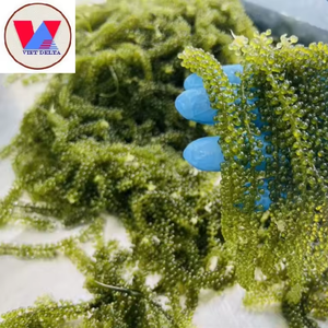 MEILLEURE VENTE EN GROS-RAISINS DE MER DÉSHYDRATÉS/CAVIAR VERT APPROVISIONNEMENT EN VRAC DU VIETNAM - Product Image 2