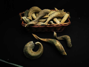 Shofar de Cuerno de Carnero Kudu Natural Ecológico de Alta Calidad, Pulido, de Tamaño Personalizado, para Uso Religioso Judío, Objeto de Colección Artístico para el Hogar - Product Image 5