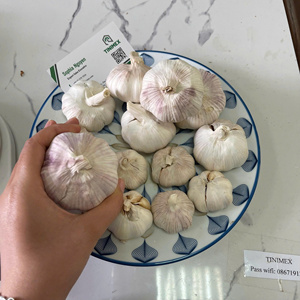 Ajo Fresco Vietnamita, Ail Frais Natural Premium, Bulbos Enteros de Ajo Blanco para Compradores Mayoristas - Product Image 5