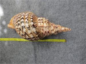 Trompeta Shell entregado para Ocean Display Art Coastal Cajas de regalo y proveedores de decoración de eventos en todo el mundo - Product Image 3