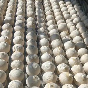 Coco Natural Premium de Vietnam con Almacenamiento en Frío para Envíos de Larga Distancia, Marca TINIMEX, Productos Agrícolas - Product Image 5
