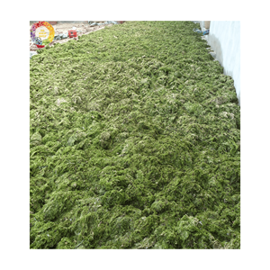 Dried Sargassum <b>Seaweed</b> Fine Powder, Natural Bio-Stimulant Fertilizer and Natural Animal Feed Bulk With Best Price From Vietnam - Product Image 3