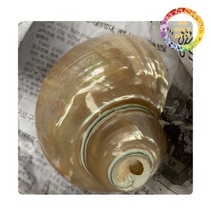 Iridescent Turbo Shell du Viet Nam | Pour faire des accessoires et des cadeaux | Couleur blanc et vert - Product Image 2