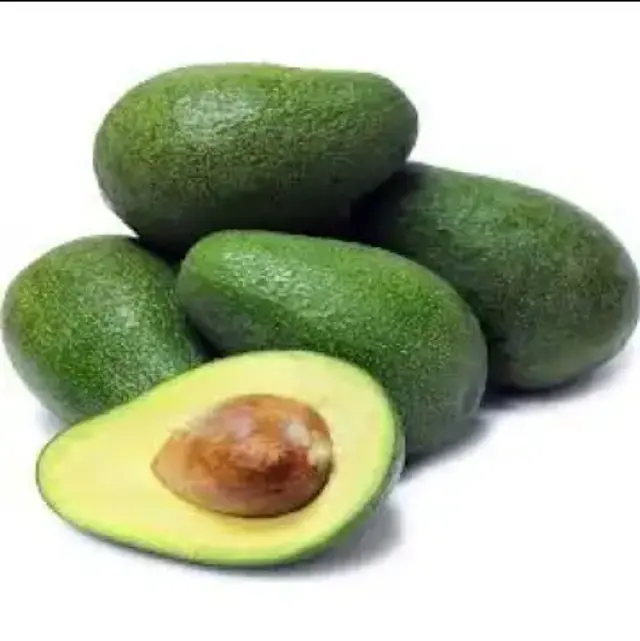 2024 frische mexikanische Avocado frische Frucht/Premium-Qualität frische Fuerte/Hass Avocados zu verkaufen Beste Qualität