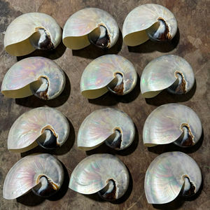 Concha Marina pulida Hermosas conchas pulidas Origen de Vietnam para el diseño creativo del evento Concha Marina Artículos decorativos hechos a mano con estilo - Product Image 2