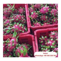 Biologisch Vers Drakenfruit In Vietnam Goedkope Prijs-100% Pure Geen Ingrediënten Topverkoop Vietnam Landbouw Vers Fruit