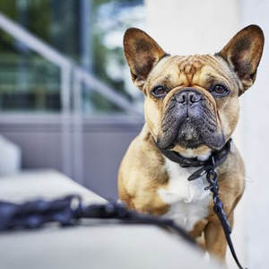 Colliers pour chiens en stock, prix raisonnable, fabriqués au Pakistan, vente en ligne. - Product Image 5