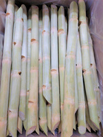 Bâtonnets de canne à sucre congelés du Vietnam, naturellement sucrés et juteux, pour les usines de boissons, les restaurants et les clients exportateurs en gros