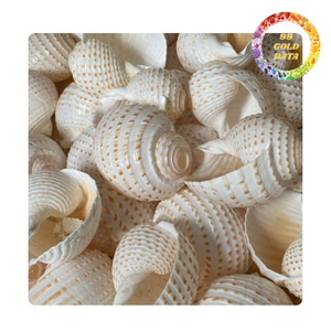 Elégant Turbo Shell du Viet Nam | Prêt pour la fabrication de bricolage et la décoration intérieure | Couleur blanc et vert - Product Image 3