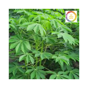 Ingrédient de cuisson pratique du Vietnam feuille de manioc congelée meilleur prix pour l'exportation à partir de 99 données d'or - Product Image 1