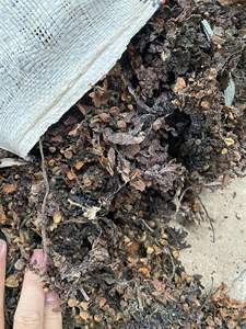 Engrais d'algues sargasses séchées Origine du Vietnam Durée de conservation de 12 mois - Product Image 3