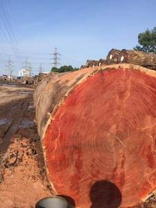 Troncos de madera Padauk Troncos Padauk Premium Troncos Padauk frescos - Product Image 5