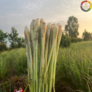 Hierba Natural Pura de Limoncillo Fresco de Vietnam Diseñada para Ingredientes de Cocina y Tareas de Creación de Sabores - Product Image 2