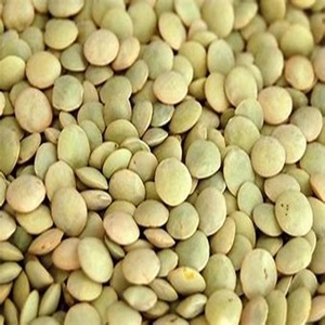 Proveedor Mayorista de Lentejas Verdes Orgánicas Naturales a Precio de Fábrica - Product Image 2