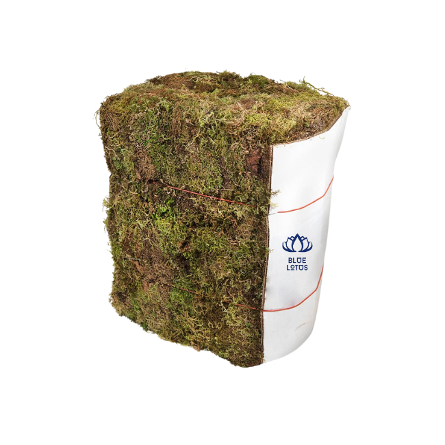 AVAILABLE Export Sphagnum Moss - Dried Plant Moss for Root Wrap, Moisture Control in Tree Packaging
