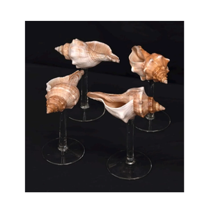 Seashell <b>Glasses</b> stylish seashell crafted <b>wine</b> cup for cocktail serving and decorative accent made in Vietnam - Product Image 5