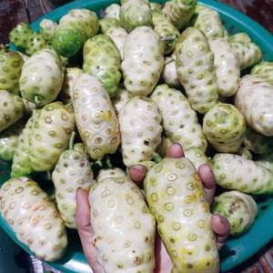 Fruta de Noni Congelada IQF Premium a Granel para Jugos, Bebidas y Procesamiento de Alimentos - Product Image 5