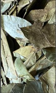 Hoja de guanábana (graviola) secada cuidadosamente, adecuada para la producción de bebidas, proyectos de infusiones y distribución global. - Product Image 6