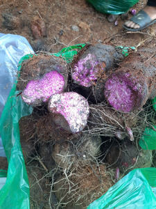 Trozos de ñame morado congelado de Vietnam, rebanadas IQF, grado de exportación, ñame dulce directo de fábrica de Vietnam, venta al por mayor OEM listo - Product Image 5