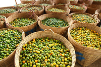Puur Biologisch Calamansi Poeder/De Beste Prijs Kumquat Poeder/Shyn Tran