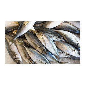 Maquereau atlantique congelé de qualité supérieure, grade A, 25 kg, provenant directement de l'usine, pour un volume commercial constant - Product Image 1