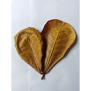 TERMINALIA HOJAS DE CATAPPA/INMUNE BOOST PARA PECES/CUIDADO DEL AGUA NATURAL/BIENESTAR ACUÁTICO - Product Image 4