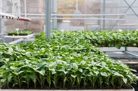 Serre de semis de haute qualité pour l'Afrique avec ventilation automatique et protection UV pour une croissance des plantes toute l'année