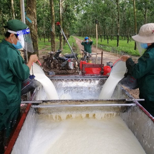 Vietnam Rubber <b>Latex</b> LA Low Ammonia 0.2% Reliable OEM & ODM <b>Latex</b> Rubber Supplier - Product Image 3