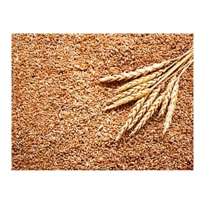 Granos de Trigo Orgánico de Alta Calidad al Por Mayor a Precios Económicos - Product Image 4