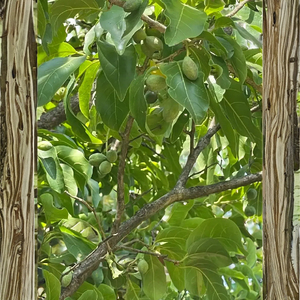 À base de plantes antioxydant noir Terminalia Chebula Premium Agriculture produit - Product Image 2