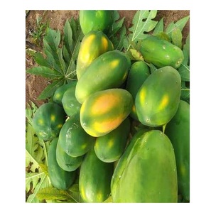 โรงงานผลิต ขายส่งราคาถูก คุณภาพเยี่ยม ผลไม้สด มะละกอ มีจำหน่าย - Product Image 4