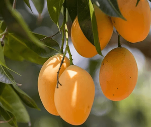 Mango enlatado 100% NATURAL Mango maduro o joven Sin residuos de medicamentos Sin conservantes Fruta tropical enlatada - Product Image 6