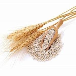 Granos de cebada seleccionados estilo seco para la industria alimentaria y la alimentación animal a precios competitivos - Product Image 2