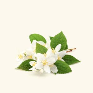 Huiles parfumées Veda Oils Malli Premium, à base de plantes naturelles, avec des notes vertes et florales fraîches pour des sensations gourmandes et sucrées - Product Image 2