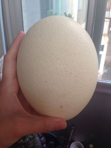 Trứng đà điểu tươi và gà con màu mỡ Nở trứng đà điểu bảo quản trứng gà để sử dụng thực phẩm - Product Image 3