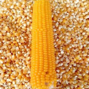 Maíz Amarillo Natural 100% Puro, Grano Seco Limpio de Calidad para Alimentación de Ganado, Suministro a Granel, Apto para Uso en Ganadería y Granjas - Product Image 4