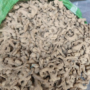 Producto agrícola fresco de raíz de jengibre seco a granel de alta calidad de Bao Tram Anh Company directamente de proveedor vietnamita - Product Image 1