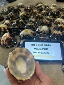 Coquilles naturelles Limpet Coquillage Coquillages d'allaitement Coquillages décoratifs écologiques Exportation du Vietnam Approvisionnement en vrac - Product Image 6