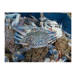 Cangrejo Azul Congelado - Capturado en el Campo, Mariscos Sostenibles - Product Image 4