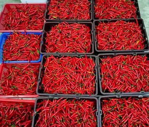 ซอสพริกกระเทียมร้อนสำหรับดูแลสุขภาพแบบดั้งเดิมจากไต้หวัน - Product Image 6