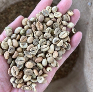 [FREE SAMPLE] Vietnam Robusta Green Coffee Bean-0084 902 431 106-Juli-GMO-Strong Flavor - Product Image 1